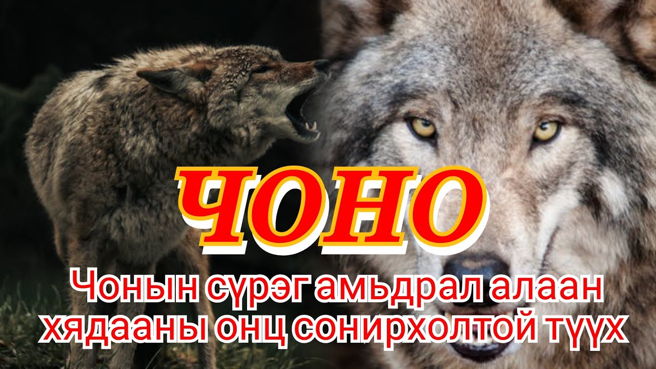АЛЬФА ЧОНО түүний алаан хядаан амьдралын түүх. Онц сонирхолтой ГОЁ ТҮҮХҮҮД Mongol Heleer Kino