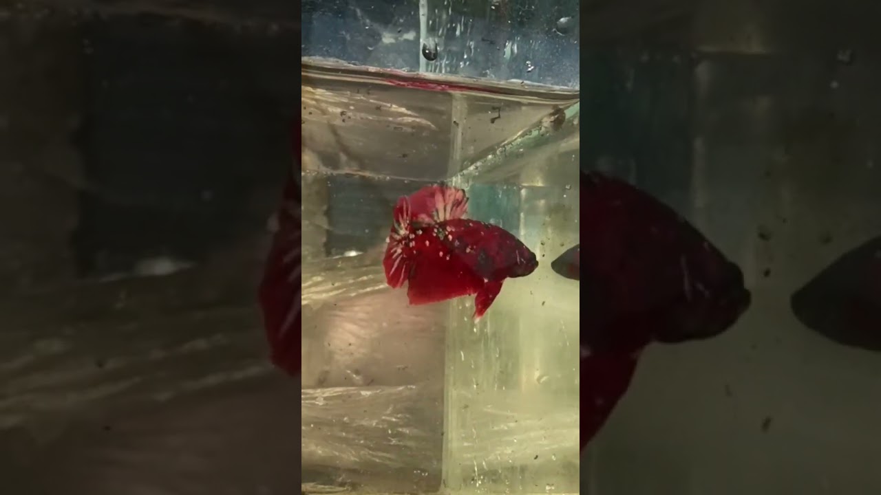 red Star #khemaraksereymun #freshwaterfish #betta #dapnia #bettashow #redstar