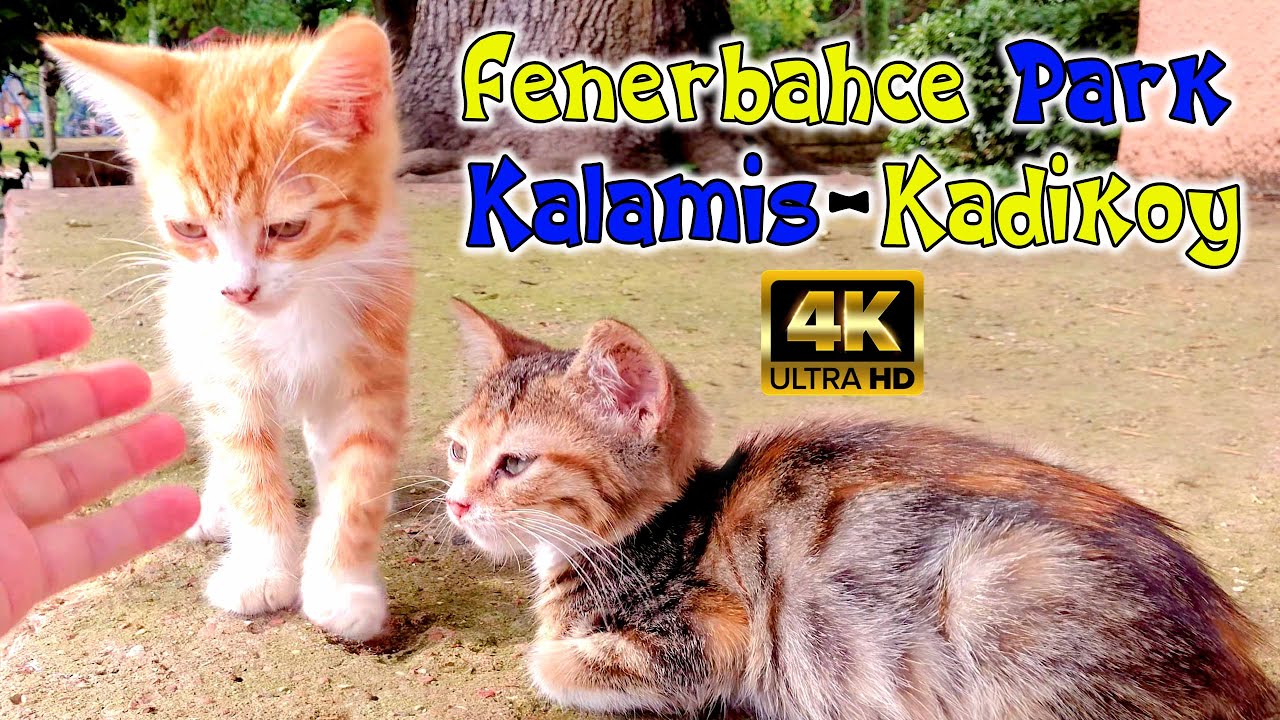Fenerbahce Park - Kalamis/Kadikoy - Walking Tour - 4K UHD