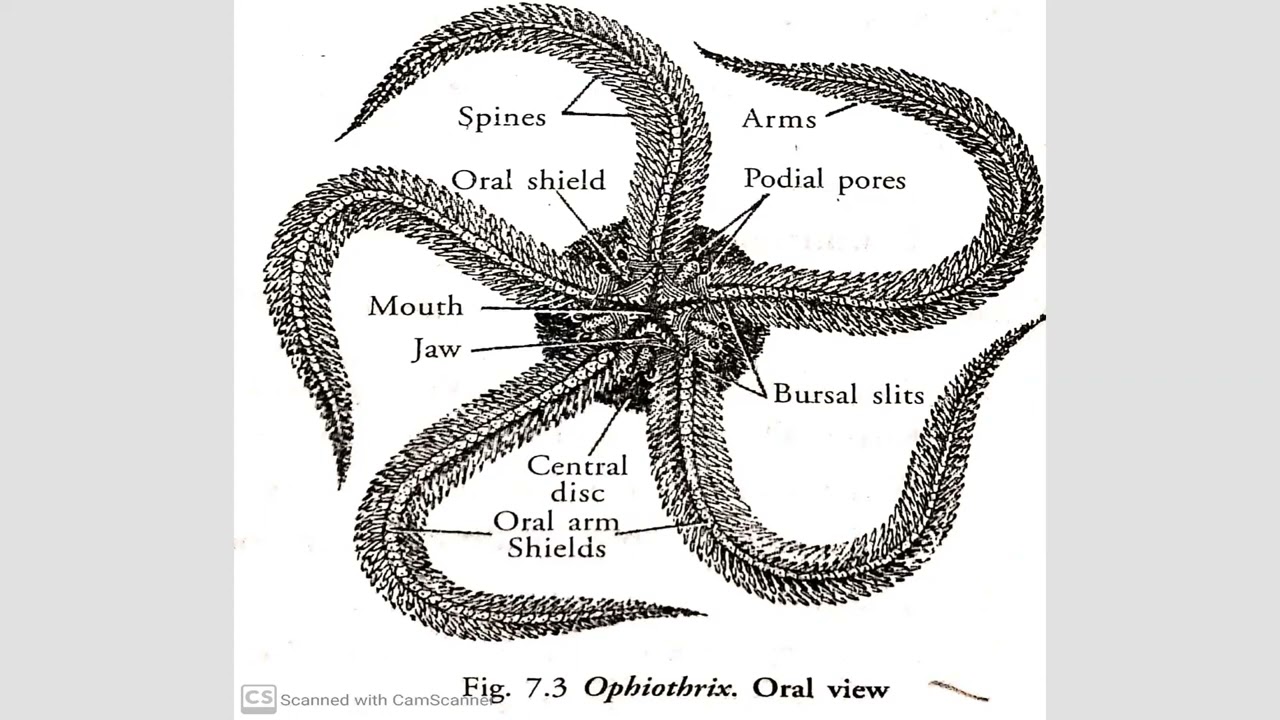 Class Ophiuroidea, Class Echinoidea, Class Holothuroidea - Phylum Echinodermata