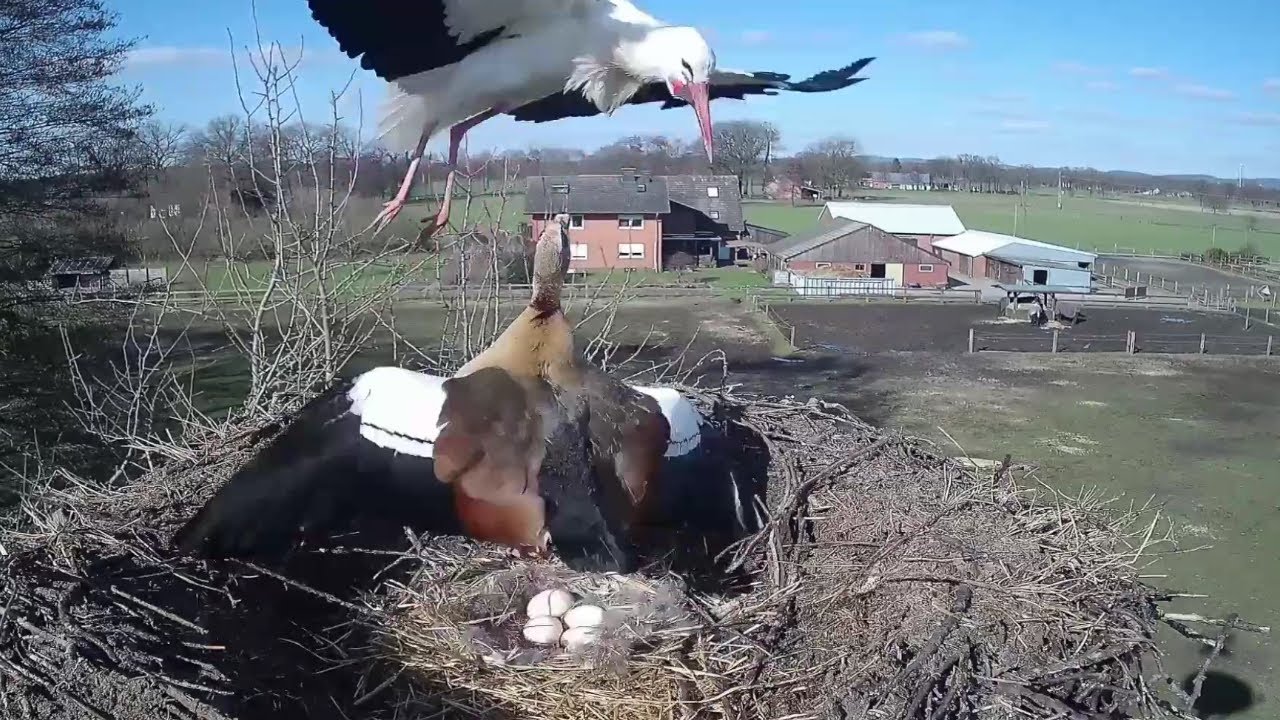 Die Nilgans vertreibt den Storch~2023-02-28~Storchennest am Menkebach