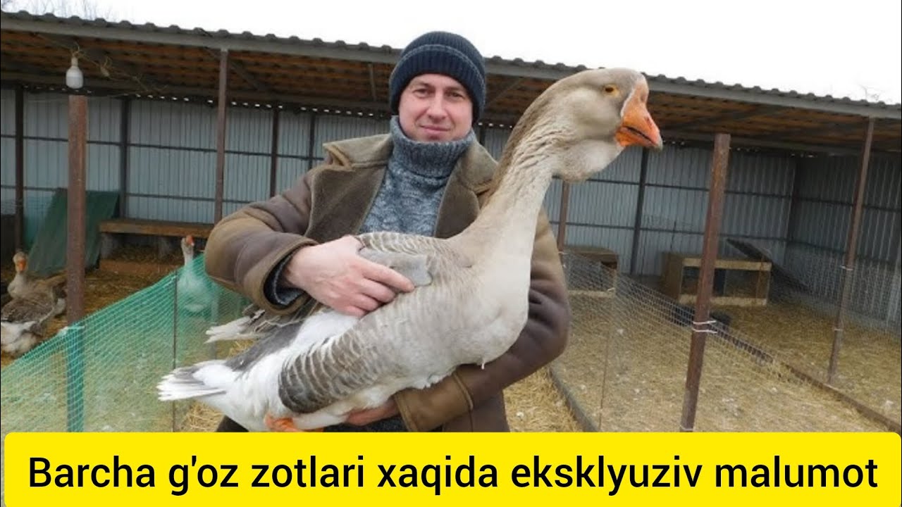 G'OZLARNI JINSINI ANIQLASH SIRLARI, G'OZLAR XAQIDA TULIQ MALUMOT