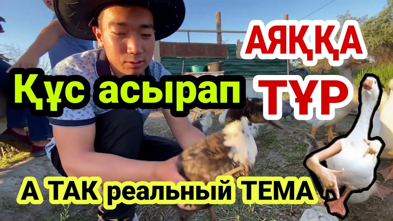 Ақшаң тез жұмыс жасайды. Құс фермасы.  Үйрек Қаз Тауық өсіру.