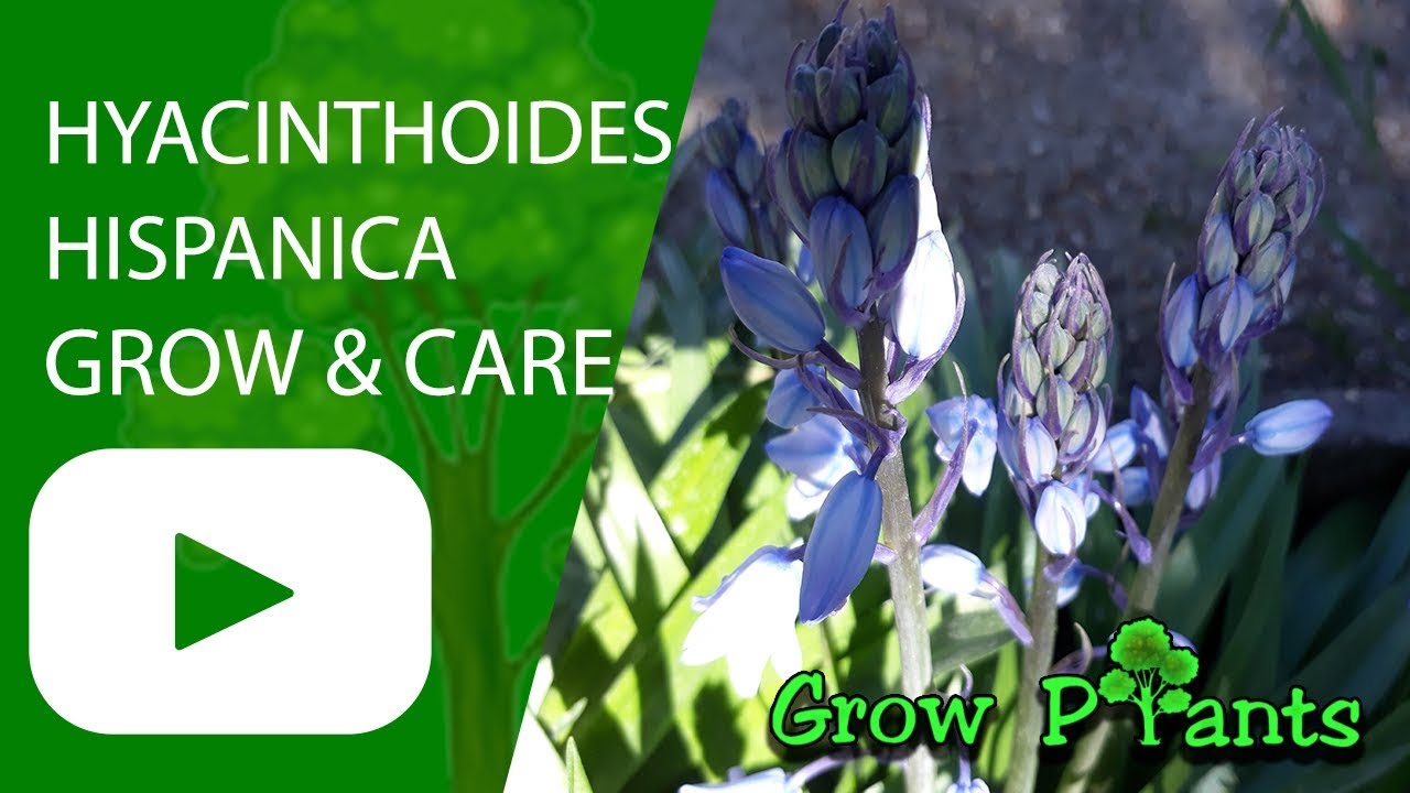 Hyacinthoides hispanica - grow & care (Spanish bluebell)