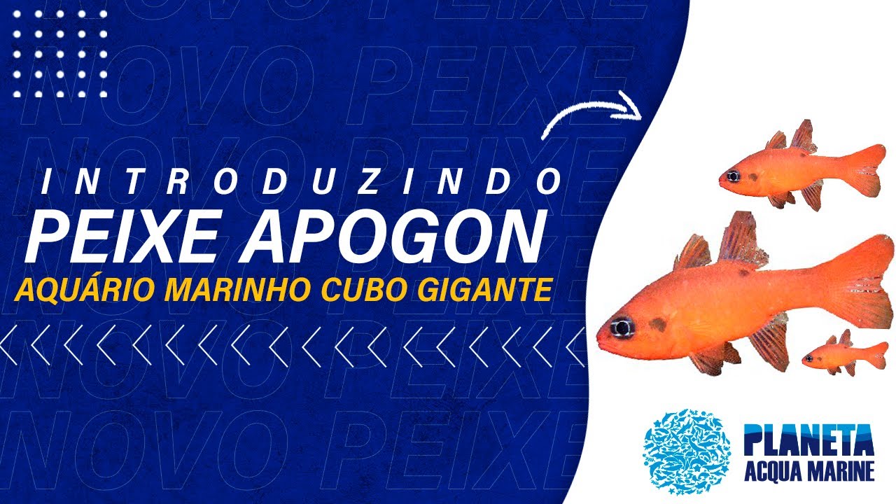 Aquário Marinho Cubo Gigante peixe apogon