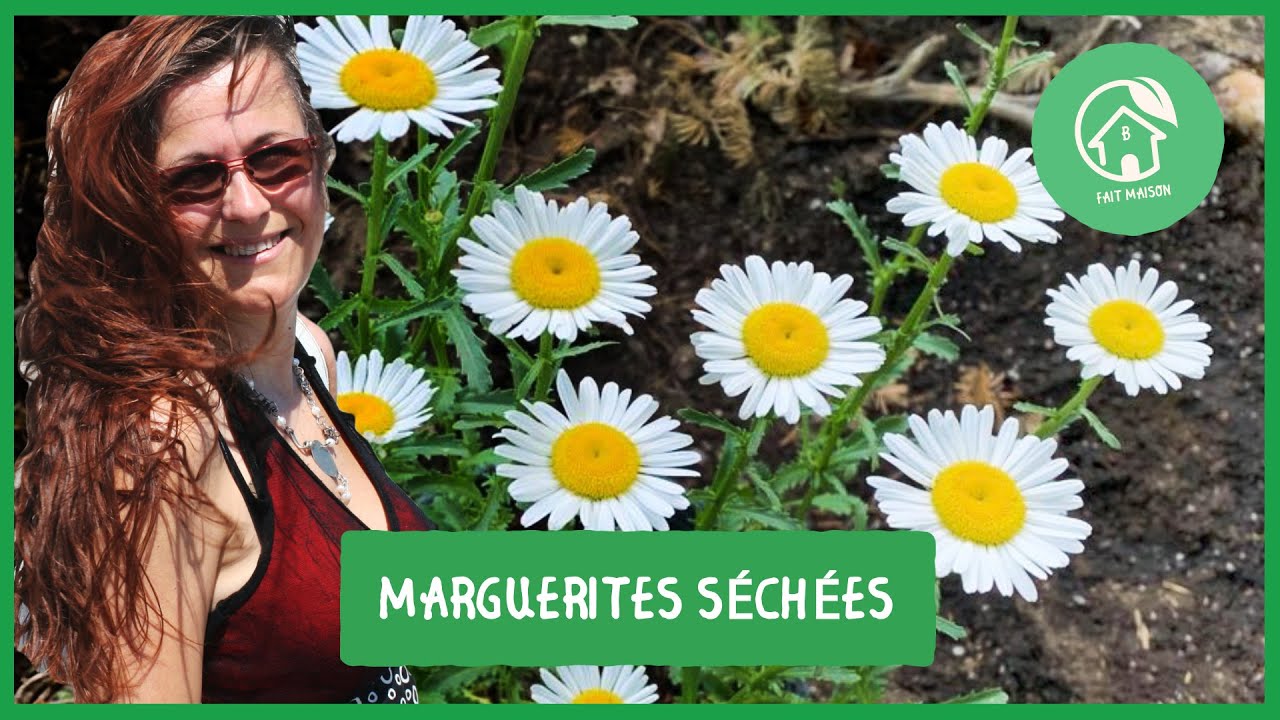 Marguerites séchées