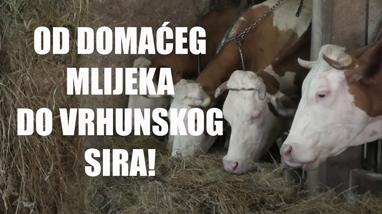 Kako nastaje vrhunski sir? 🧀
