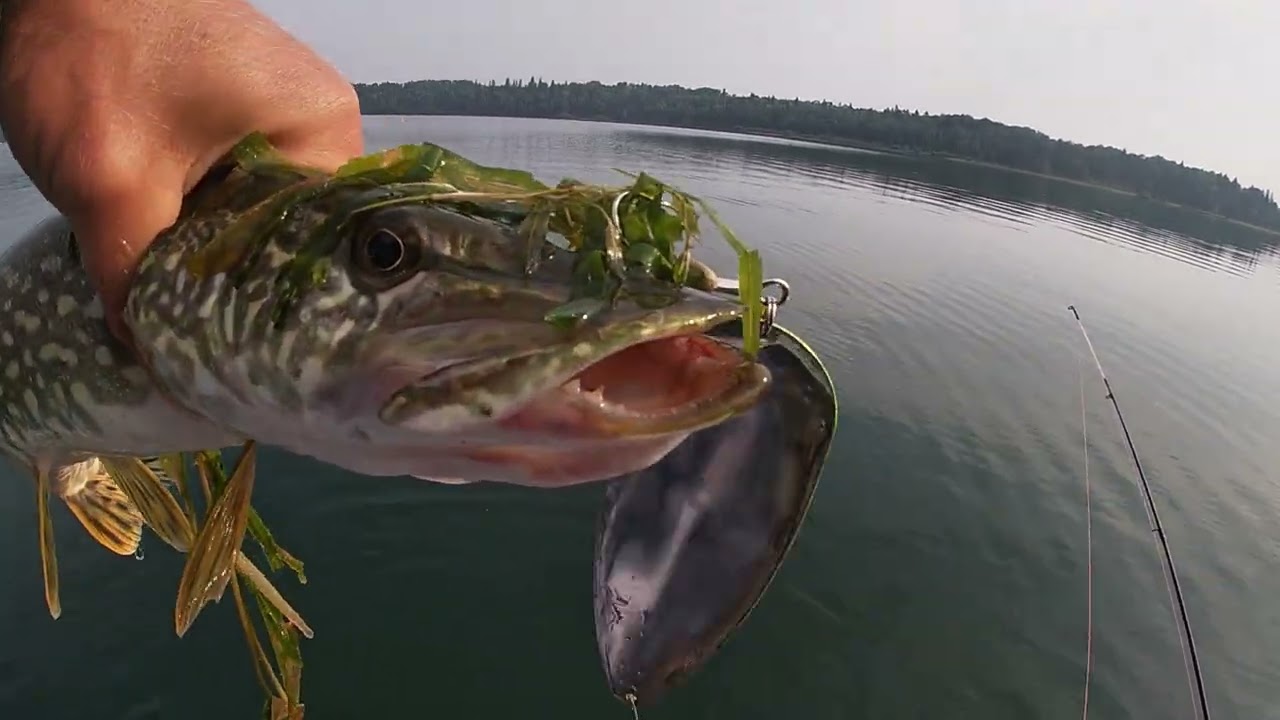 Trolling Massive Cabbage weed beds in Canada ...