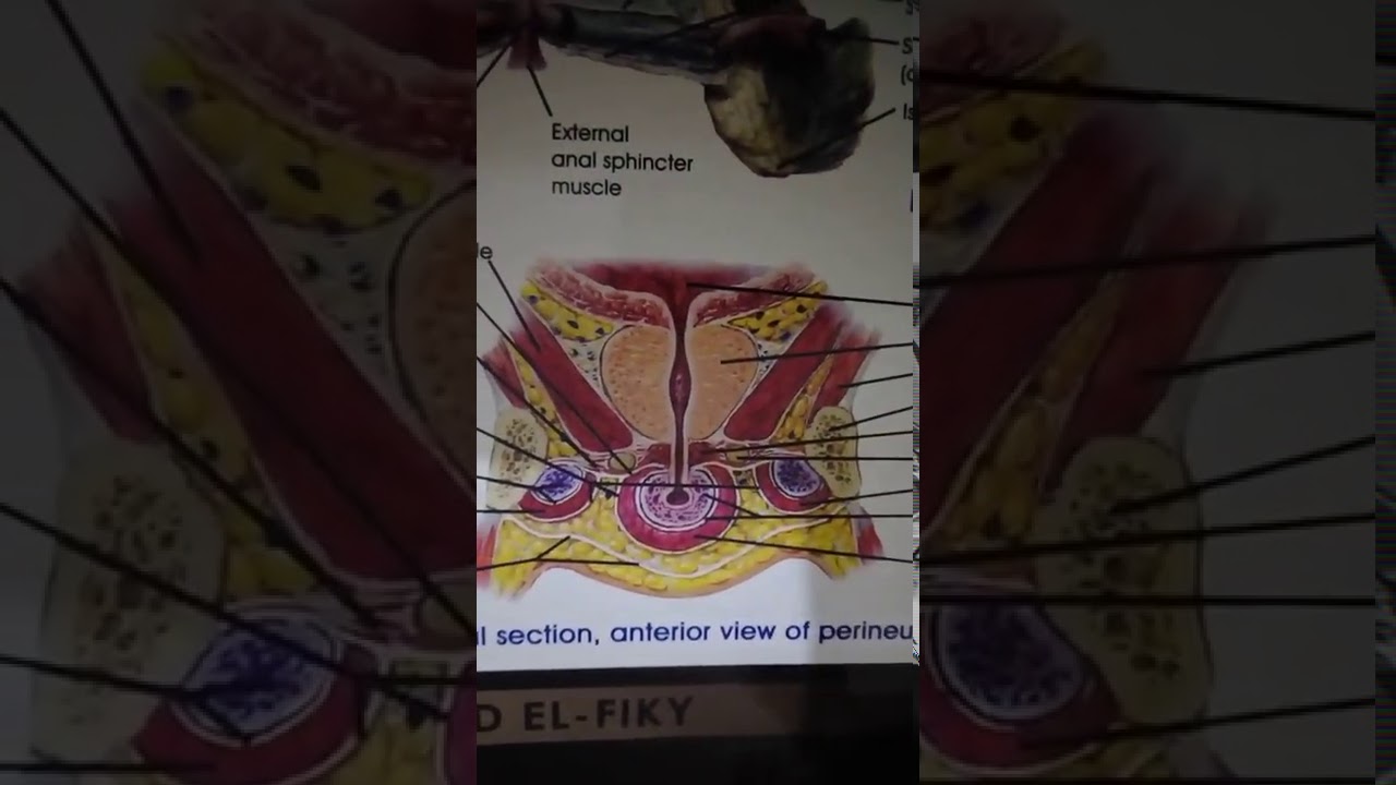 urogenital triangle. superficial and deep perineal pouch