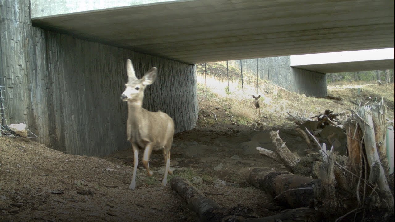 Keeping Wildlife Corridors Safe