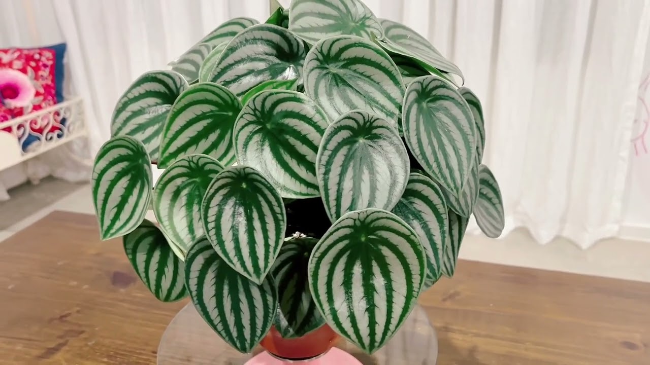 西瓜皮椒草的基本养护