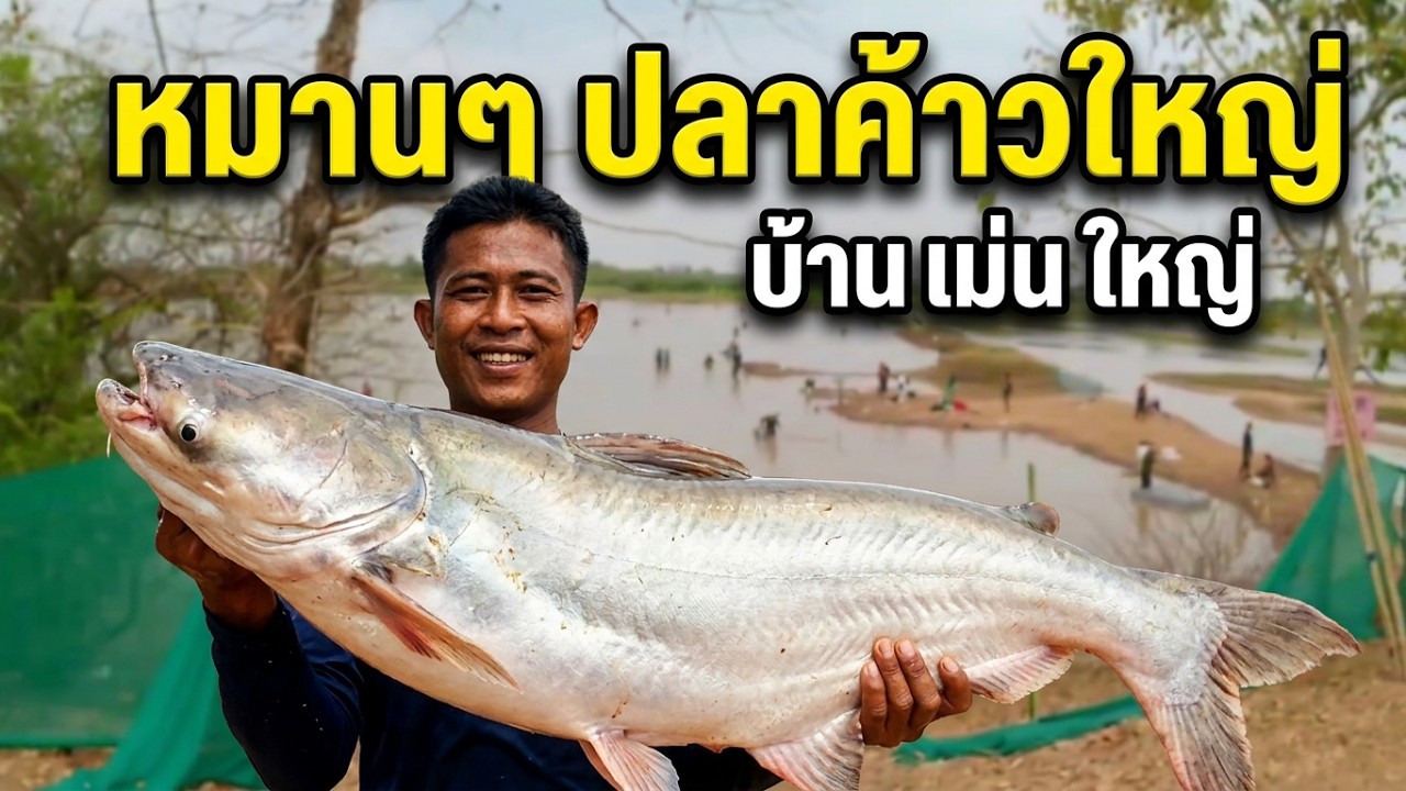 @ผ่าหนองบ่อกอกหมานๆปลาค้าวใหญ่เบิ่งบรรยากาศซื้อขายปลาที่บ้านเม่นใหญ่ ต.อากาศ อ.อากาศอำนวย  จ.สกลนคร