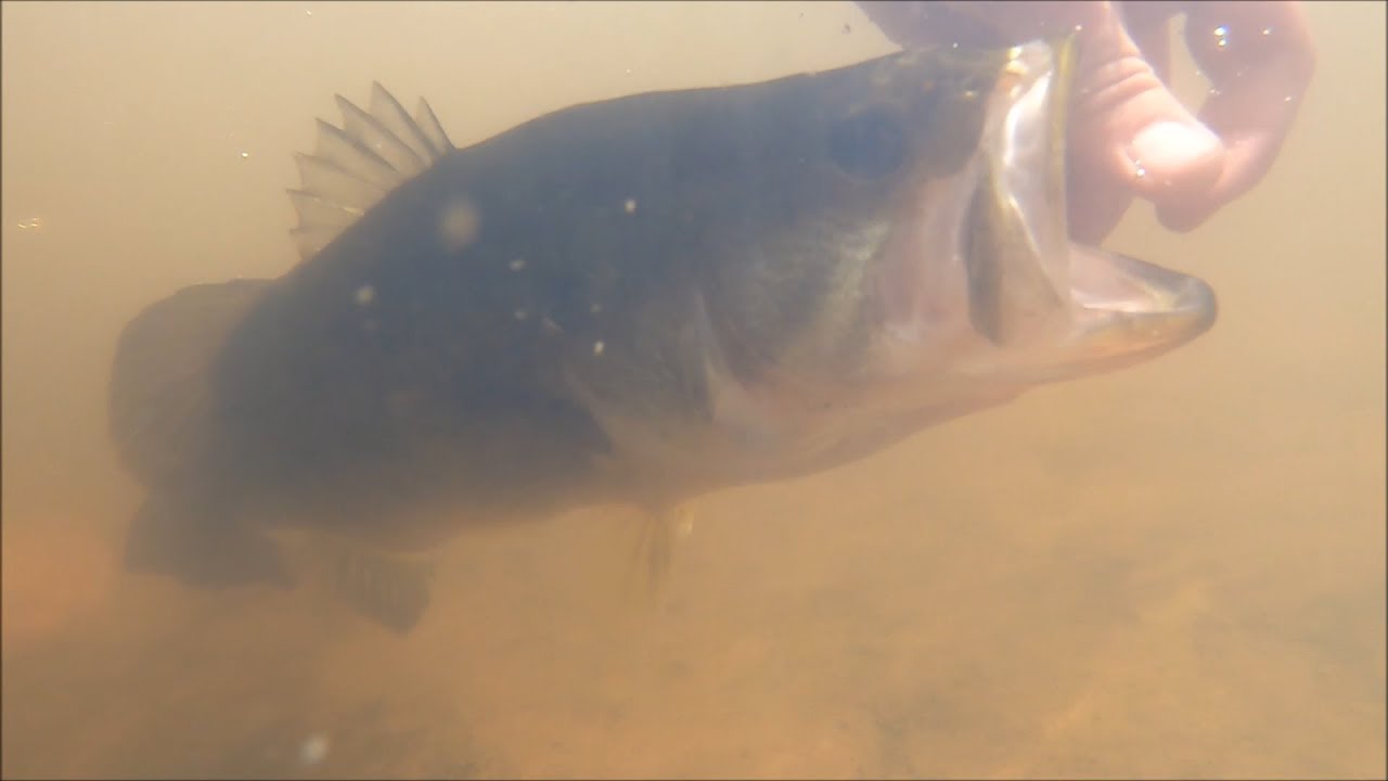 Bass fishing super shallow water!