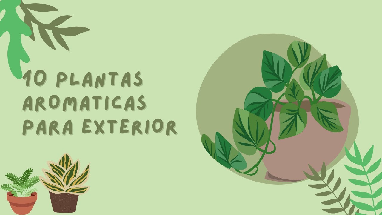 10 Plantas Aromaticas para Jardines Exteriores