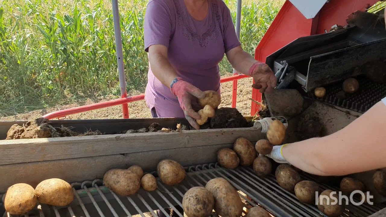 proizvodnja krompira 2021/potato product 2021