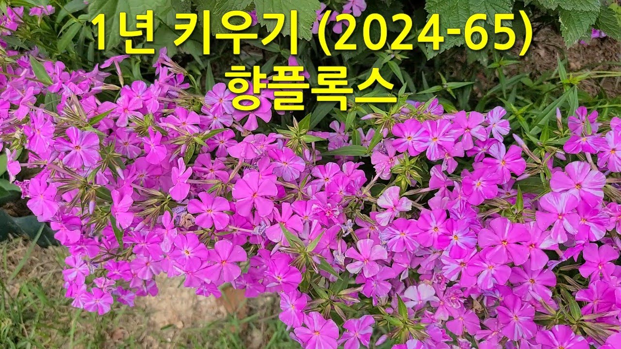 1년 키우기(2024-65) 향플록스. This is how Phlox divaricata changes over the course of a year.