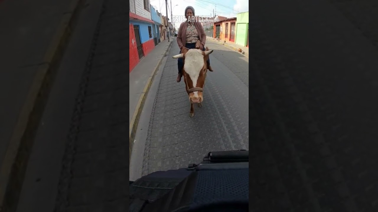 La vaca de Doña Mari