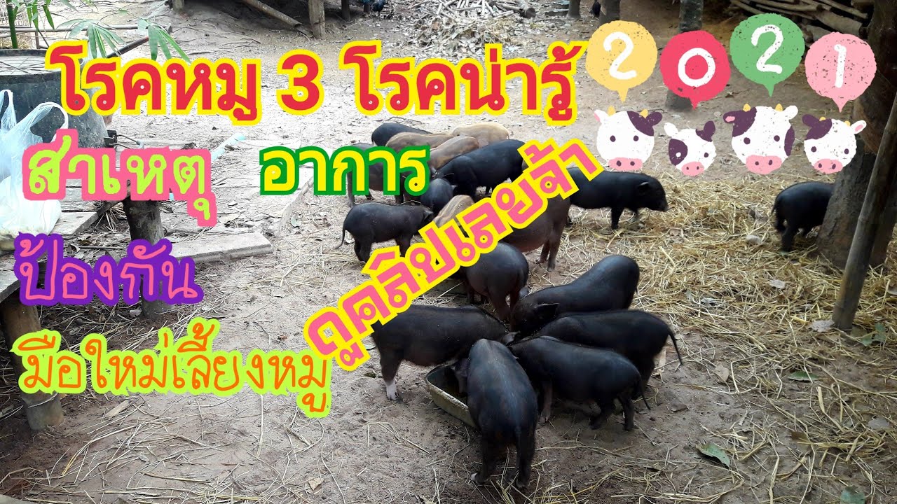 เลี้ยงหมู โรคของหมู 3 โรคน่ารู้  มือใหม่เลี้ยงหมูสนใจ,ดูคลิปเลยจ้า🏡❤🐷