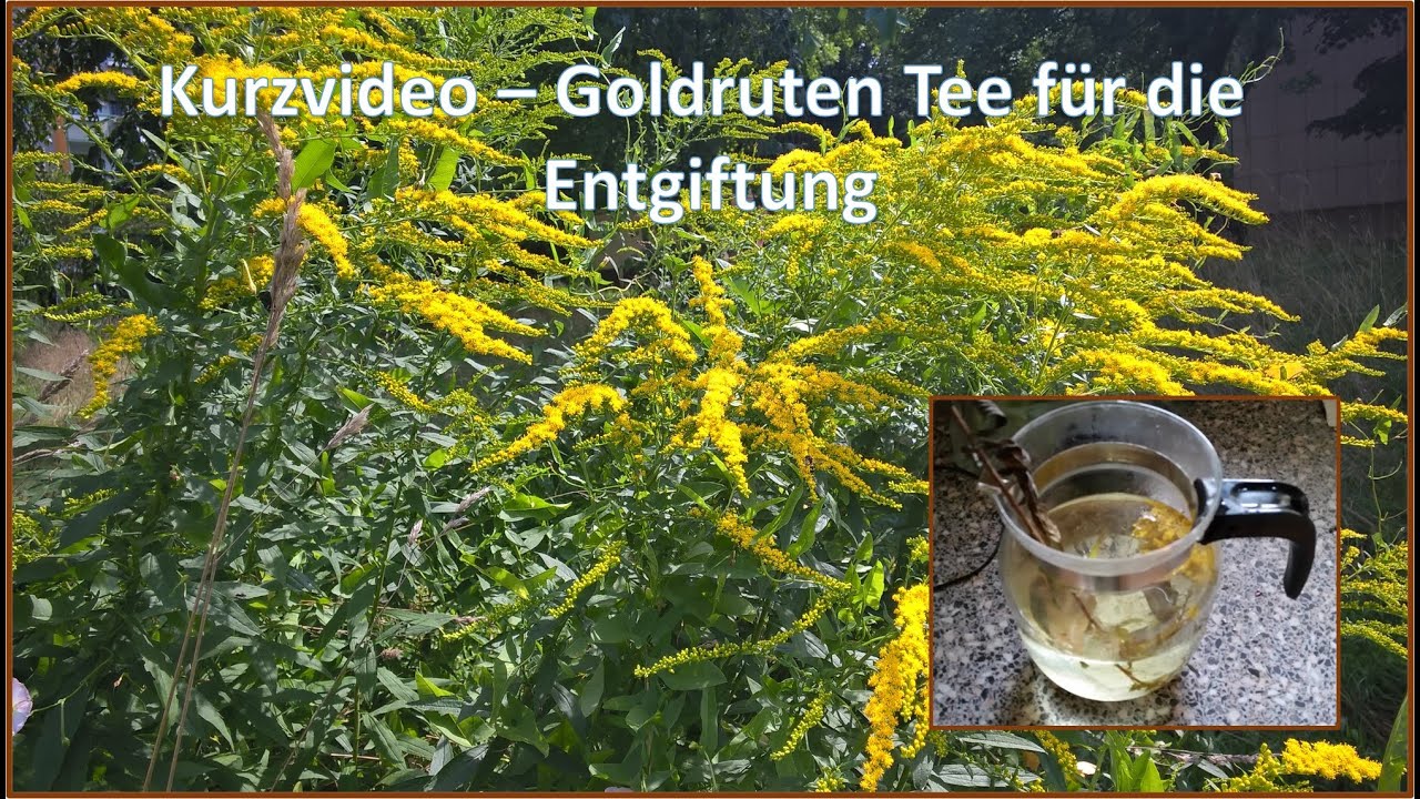 Goldruten Tee für die Entgiftung (Kurzvideo)
