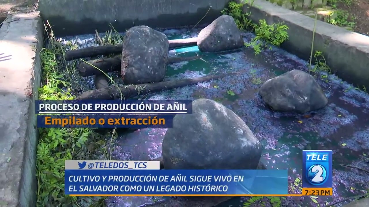 Cultivo de Añil
