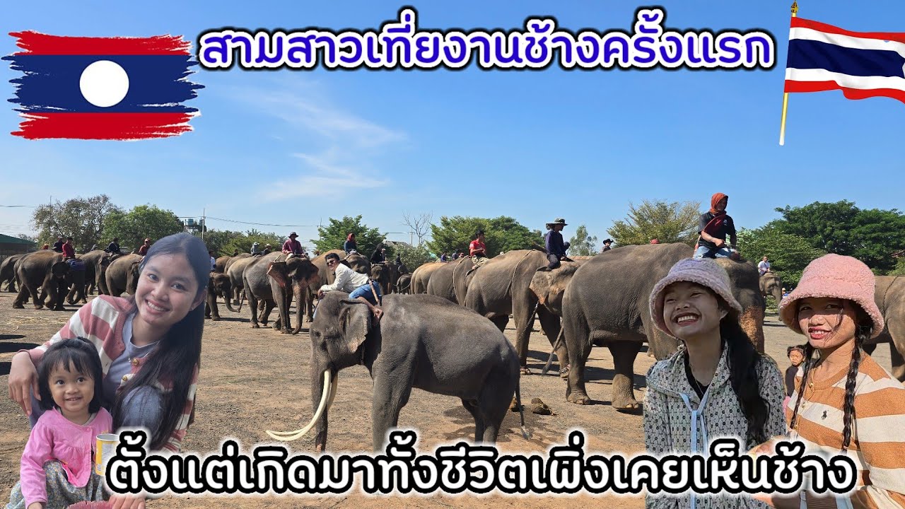 นับว่าเป็นบุญวาสนาของสามใบเถา ได้เห็นช้างกว่า 200 เชือก ในงานซ้อมช้าง ที่หมู่บ้านช้างจังหวัดสุรินทร์