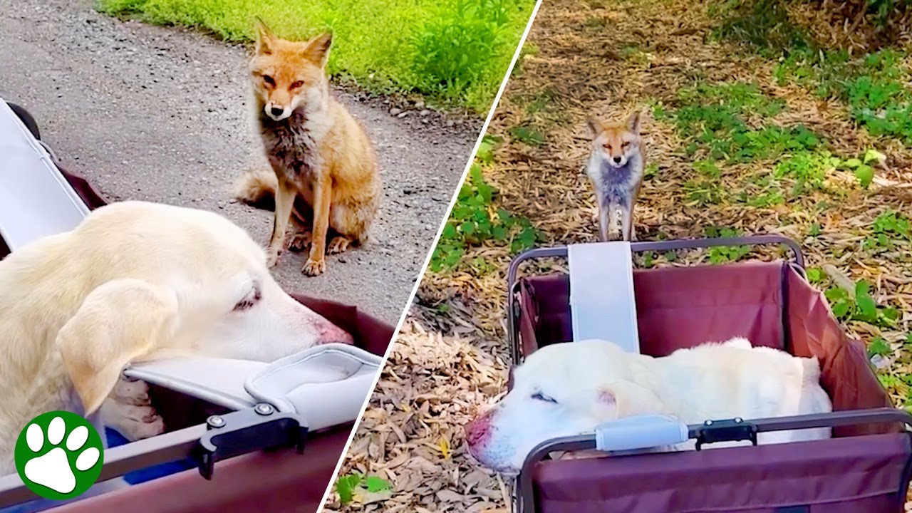 Fuchs geht bezaubernde Freundschaft mit behindertem Hund ein