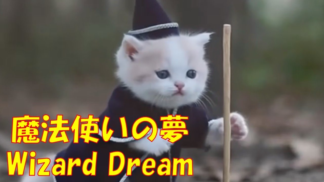 Pink Kitten Wizard Dream #cat #aigenerated #kitten #kawaii #cute #wizard