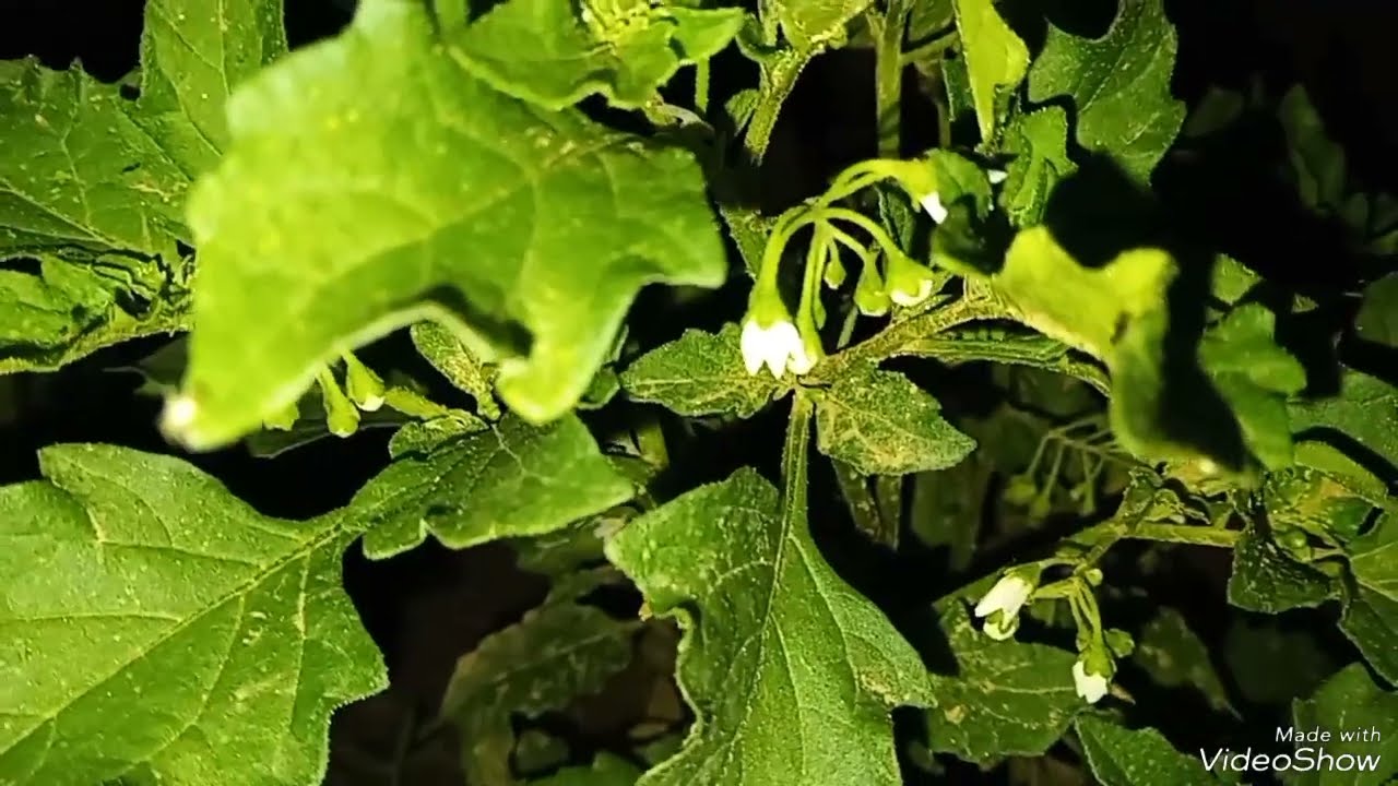 قصة تشلحيت اعتراف ام 😭علي فراش الموت خربلي داري ودار ختي في نهار جملة من فمها لرجلي دمرتنا 😳💔