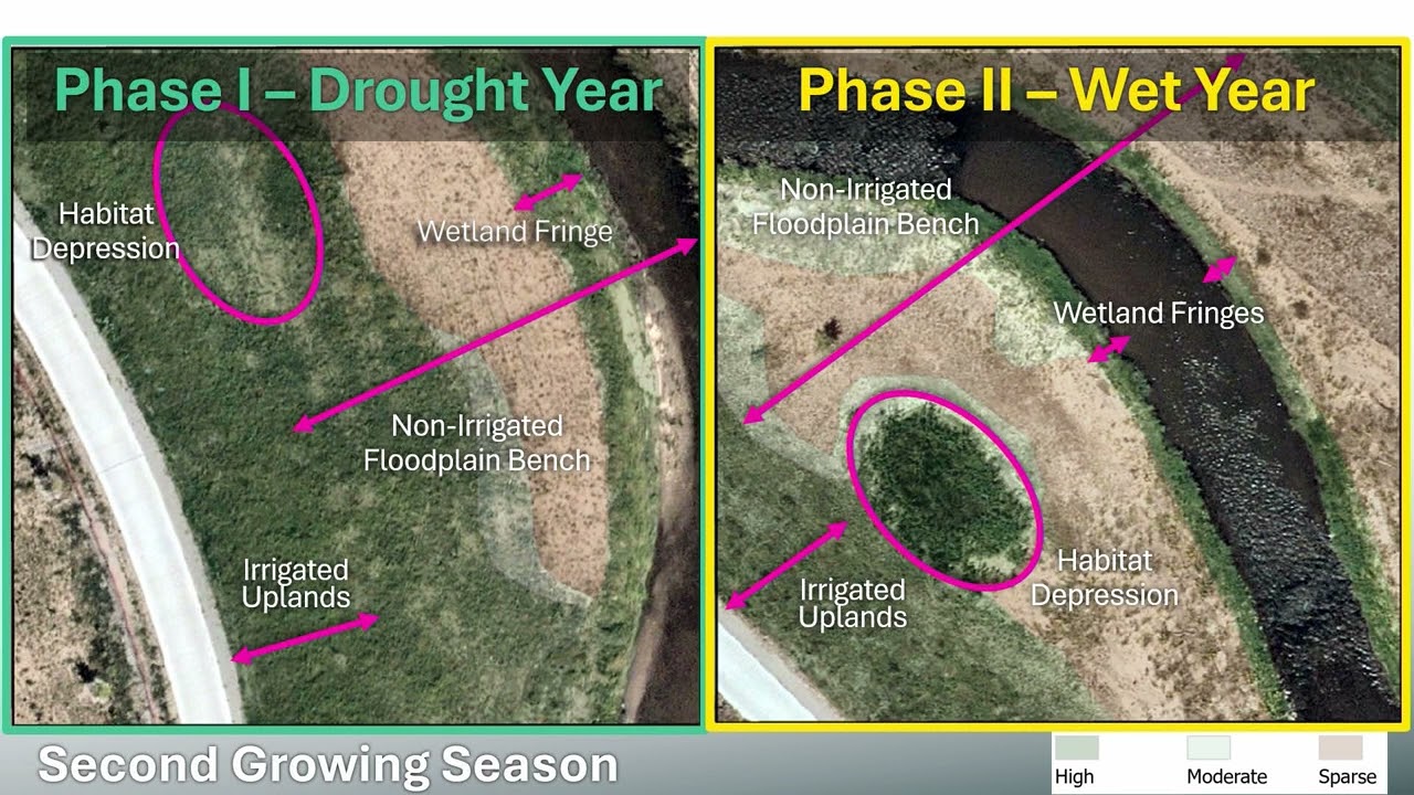 A Case Study in Vegetation Management | KristiLee Halpin