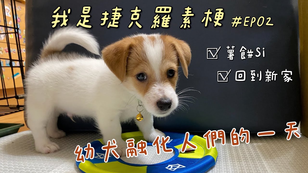 【傑克羅素梗】接幼犬回家囉！｜融化人們的一天 [#EP02]