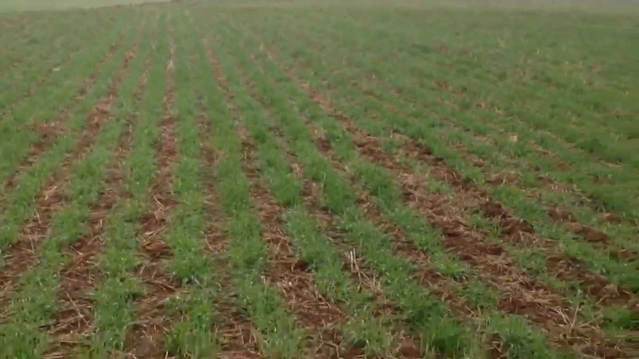 MZURI Drilled Spring Barley Update