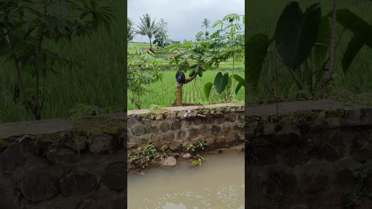 NGEVLOG DI SAWAH LAGI BOLO