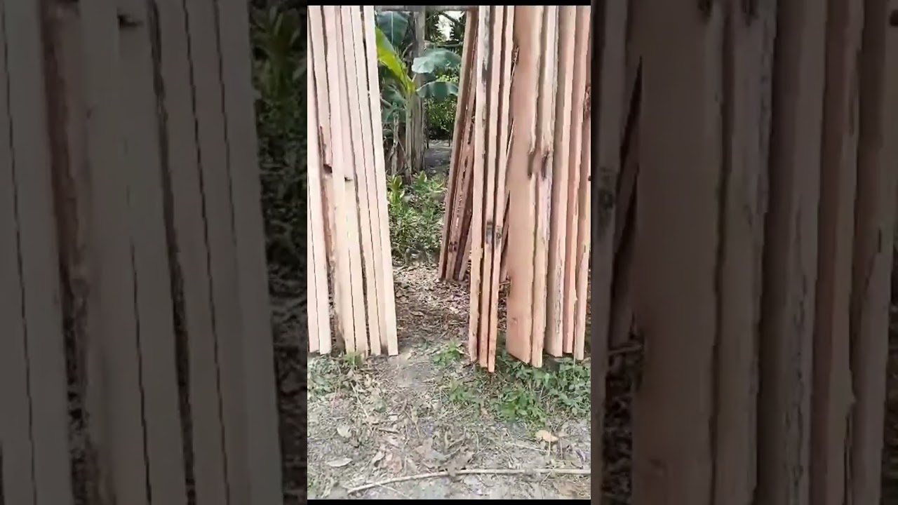 Instant lumber coconut trees