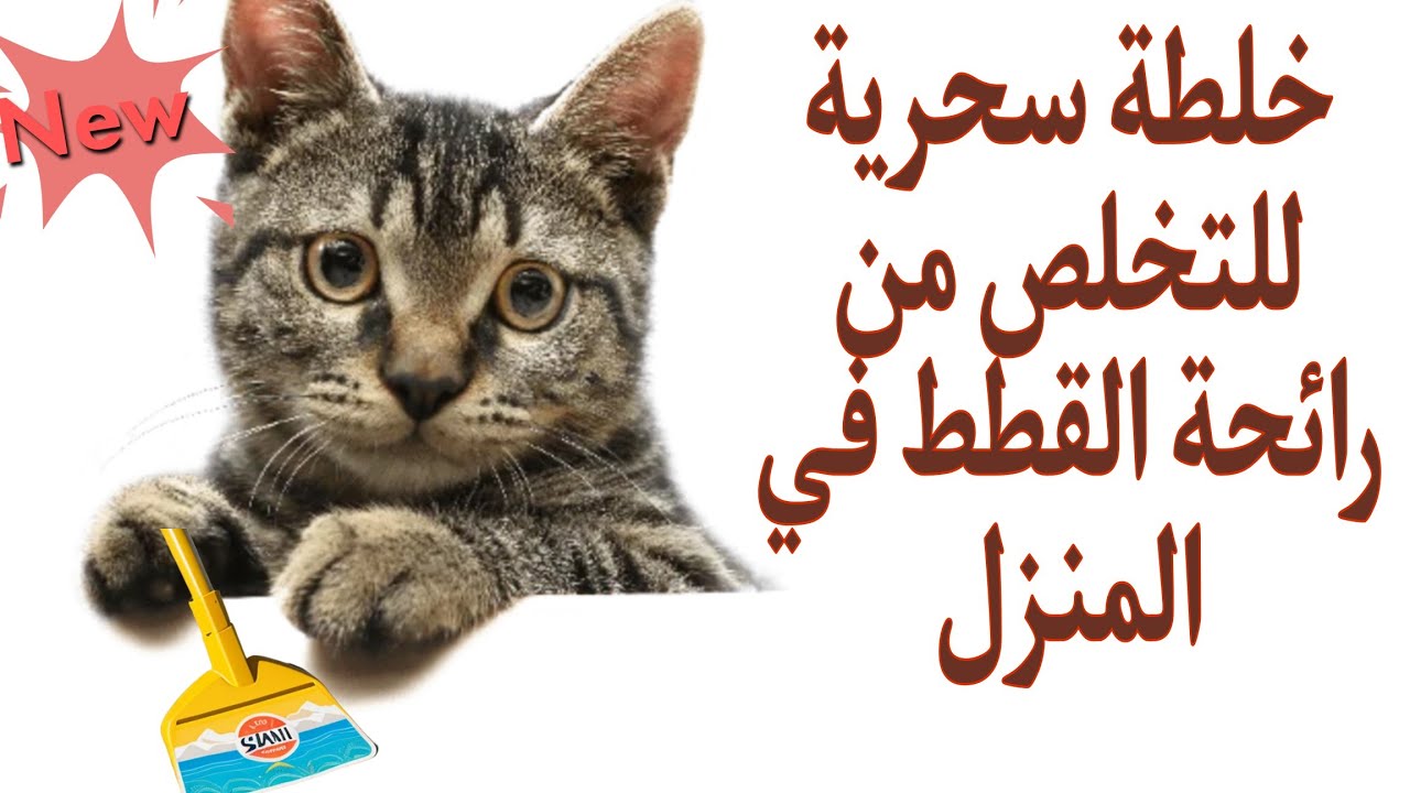 تخلص من رائحة القطط الكريهة في المنزل  ورائحة بول القطط في دقائق معدودة 😻