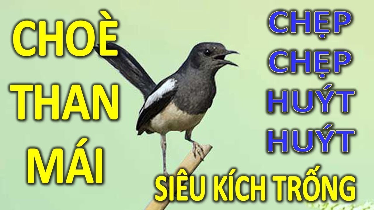 Cho&egrave; than m&aacute;i k&iacute;ch trống hay nhất. choe than mai #ch&ograve;ethanm&aacute;i #choethanmai #choethan