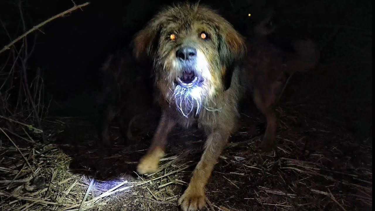 I Was Attacked By 3 Aggressive Dogs In The Forest