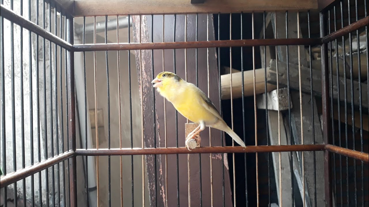 Kicau Burung Kenari Yang Efektif Untuk Memancing Birahi Kenari Lain Agar Ikut Gacor Juga
