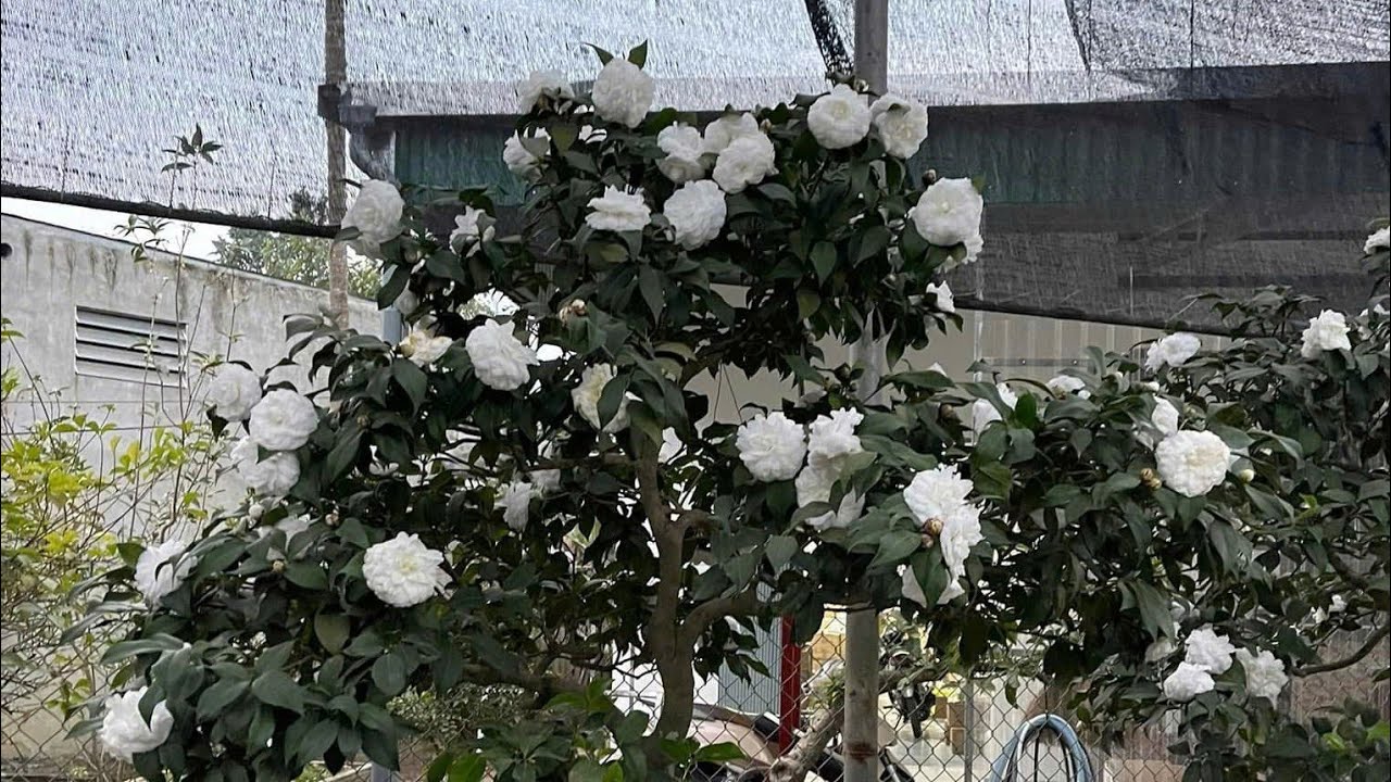 Điểm tuyết.TQ.Đỏ 0973383263 ngày 1/3 lan rừng giá rẻ.lan rừng.hoa trà my 