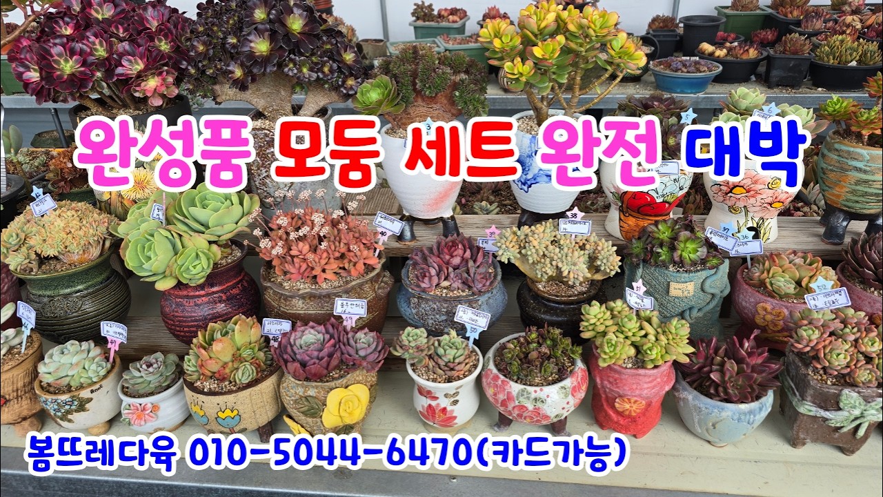 260224📍#봄뜨레다육 본관 블랙캐시미어 할로윈 화월 붉은악마 아레나스 레티지아 신동 루비틴트 미니벨금 브레비폴리아 워터메리