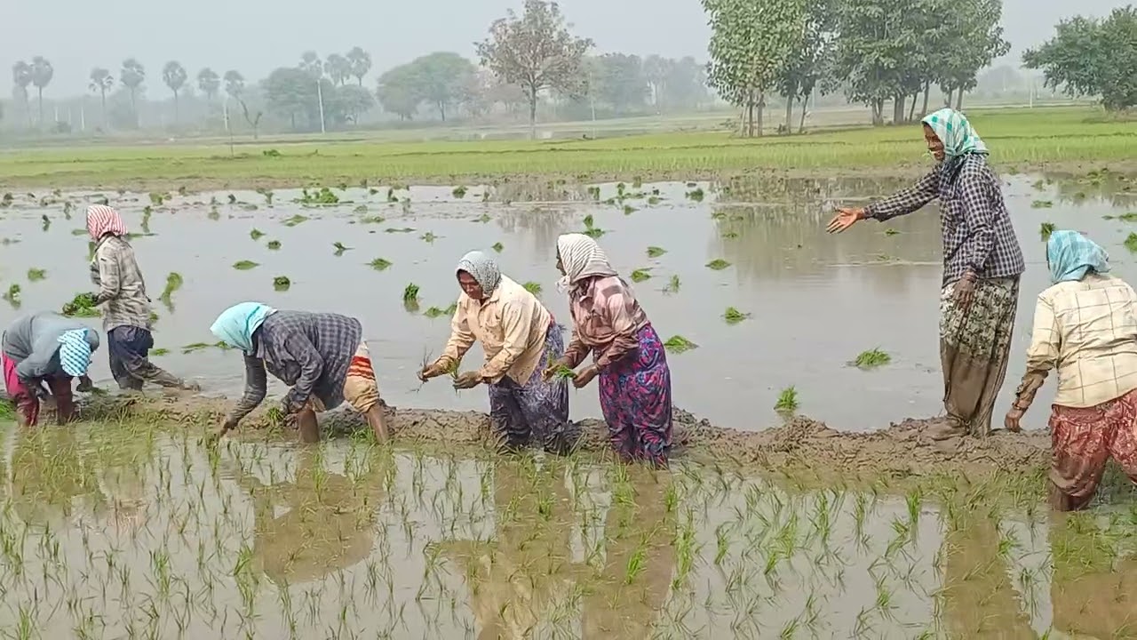 Happiness not in 7storey building...it may be in the paddy field 