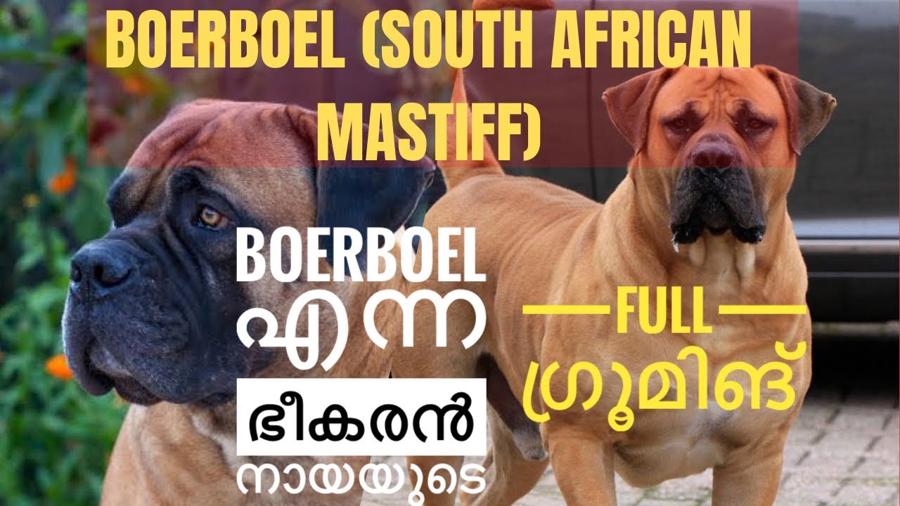 Boerboel (South African Mastiff):Full Grooming #boerboel #grooming