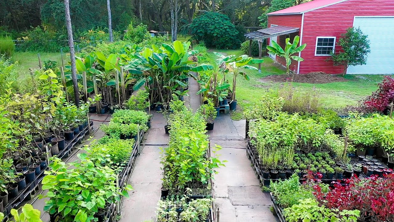 WHAT'S GROWING ON @ Our Online Nursery?! December 2020 Live Plant Update
