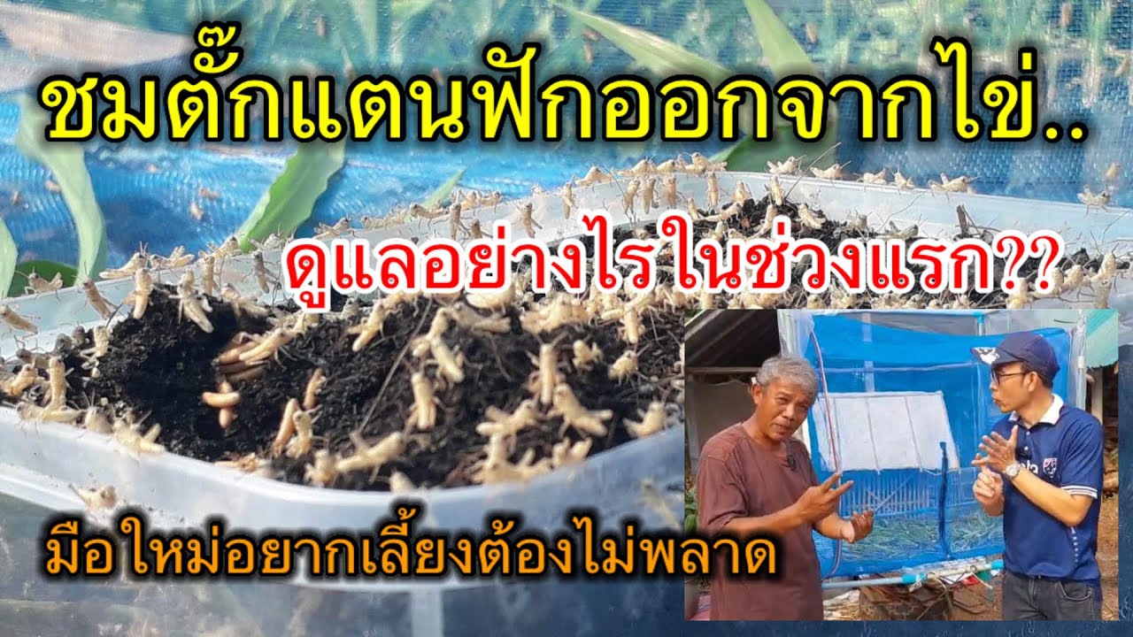 ชมตั๊กแตนฟักออกจากไข่ | ดูแลอย่างไรในช่วงแรก | มือใหม่อยากเลี้ยงต้องไม่พลาดEP.53@Agri-manager-2022
