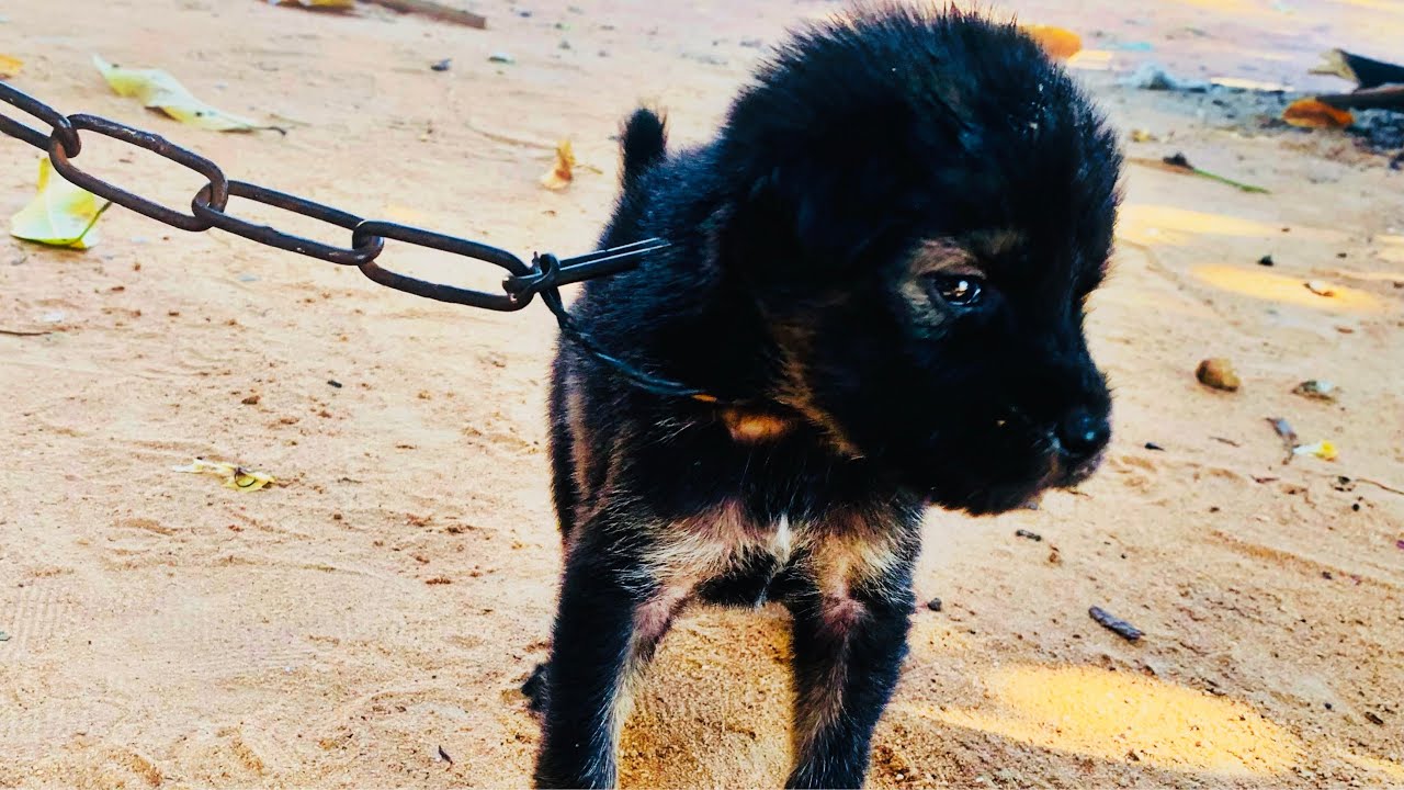Rescatar al Cachorro Aiuta il cucciolo pets rescue|Rescue puppy was tied up by chain 子犬が救出された