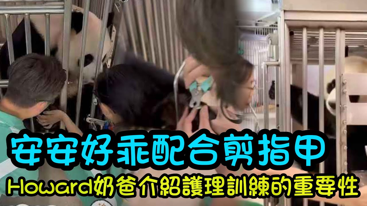 12月20日 安安配合奶爸奶媽剪指甲，奶爸奶媽哄小孩一樣哄安安，Howard奶爸介紹接受護理訓練的重要性#熊猫安安可可 #panda #cutepanda