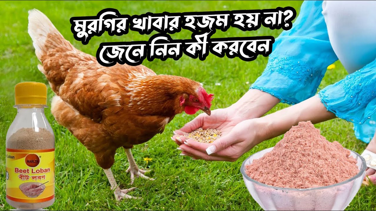 মুরগির খাবার হজম হয় না? জেনে নিন কী করবেন