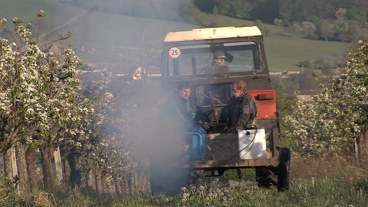 Jelentős károkat okoztak a tavaszi fagyok a gyümölcsösökben