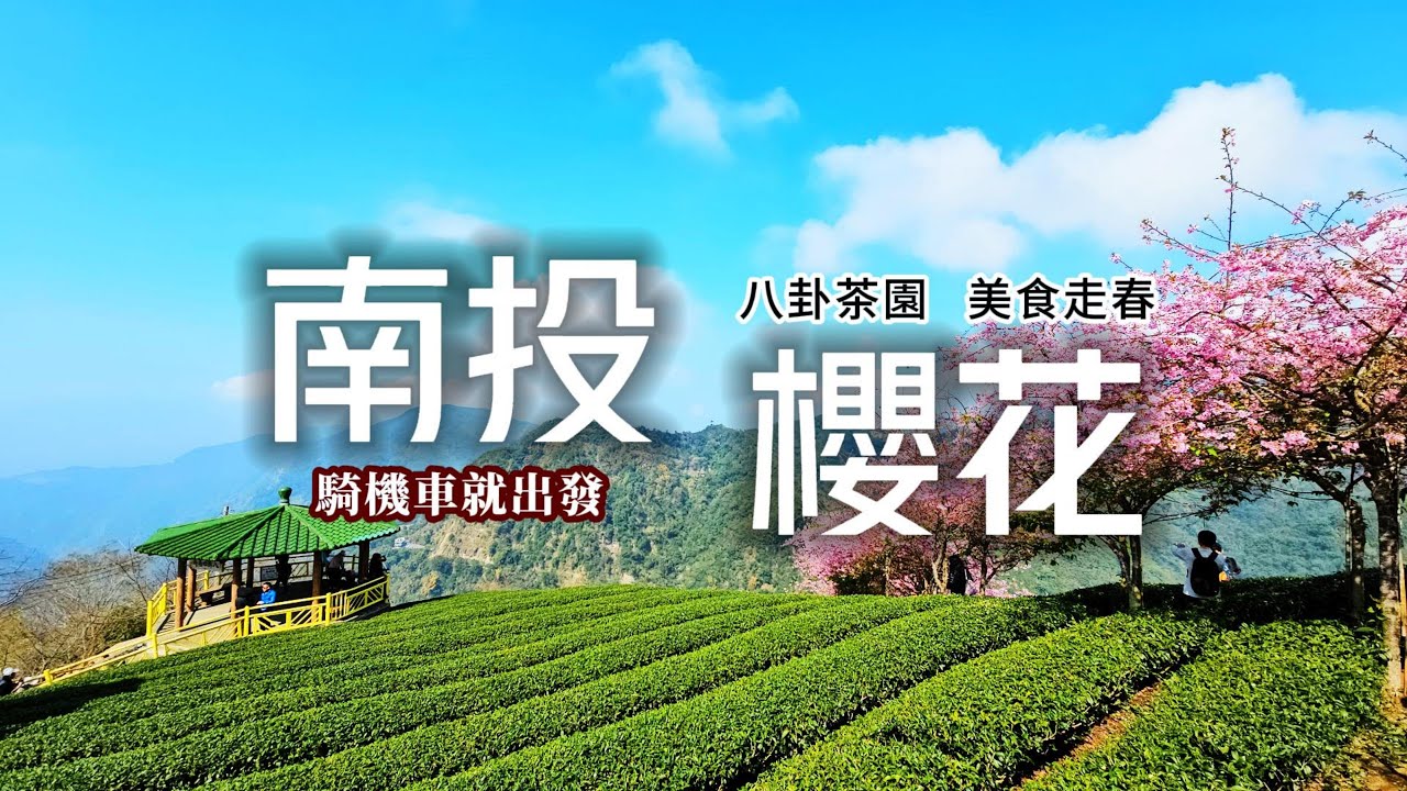 全台最美茶園🌸南投櫻花盛開🏮路況要注意❗來深山秘境泡茶☕揭露必吃在地美食🍱愜意摩托車小旅行🛵必求紫南宮發財金💰一起發財啦❗｜南投❌竹山｜TAIWAN｜