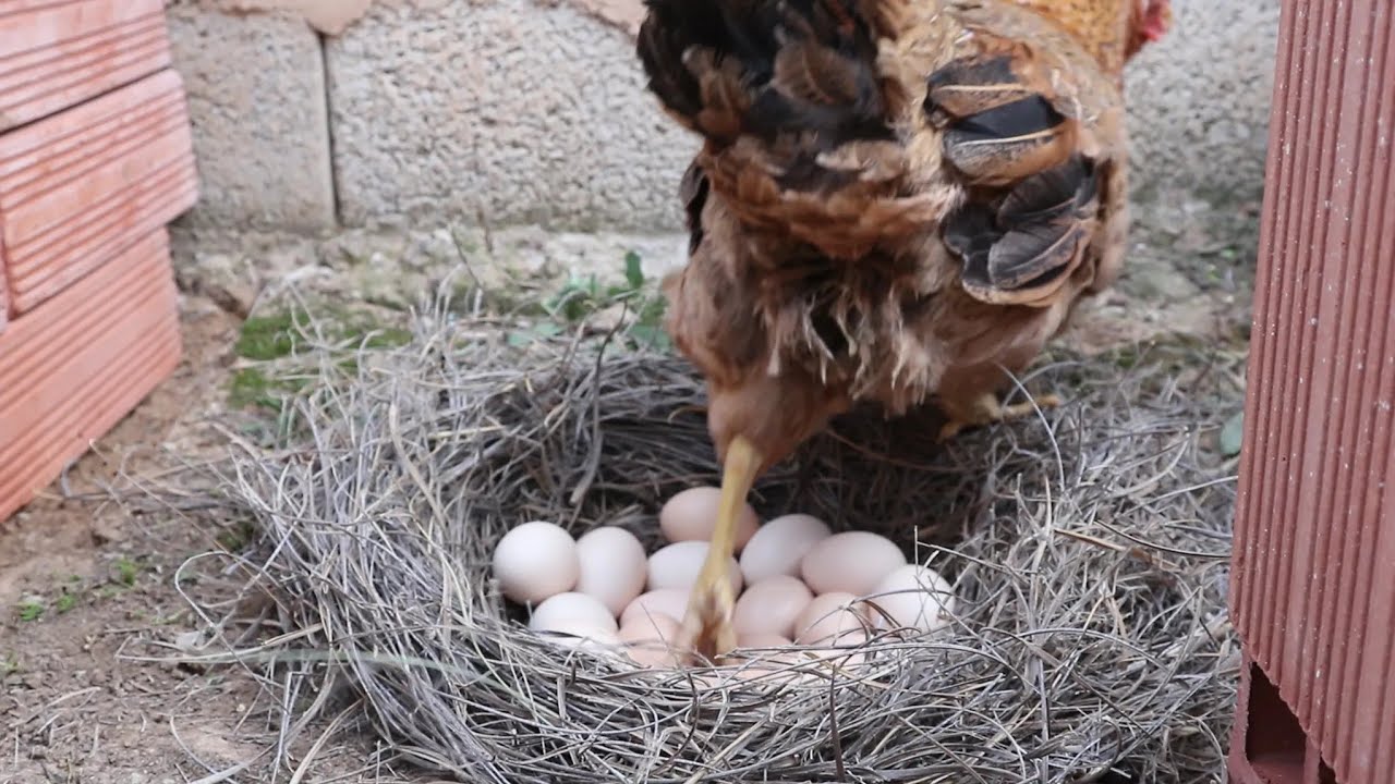 Taking care of the hen from the egg until hatching and the exit of the cute chicks