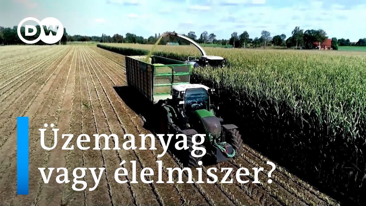 &Uuml;zemanyag vagy &eacute;lelmiszer? | A biobenzin t&ouml;bbet &aacute;rt, mint haszn&aacute;l?